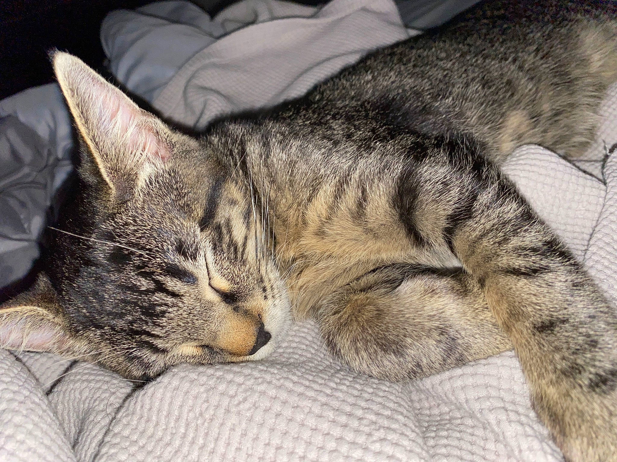 Bourbon joined the competition — help win amazing prizes! carnivore, cat, claw, comfort, domestic_short_haired_cat, felidae, fur, nap, paw, sleep, small_to_medium_sized_cats, snout, terrestrial_animal, whiskers