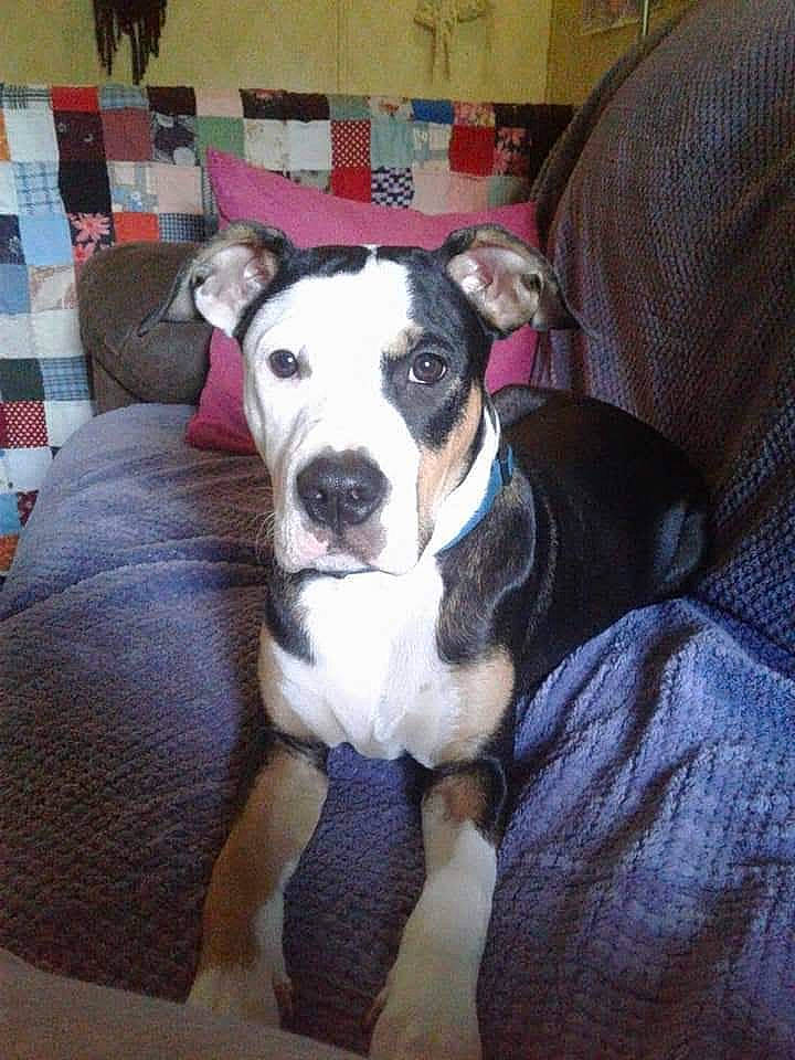 Rocco is registered to the contest to win money with this photo: bored, canidae, carnivore, chair, collar, comfort, companion_dog, couch, dog, dog_breed, dog_collar, fawn, non_sporting_group, puppy, snout, sporting_group, toy_dog, whiskers, working_animal, woven_fabric