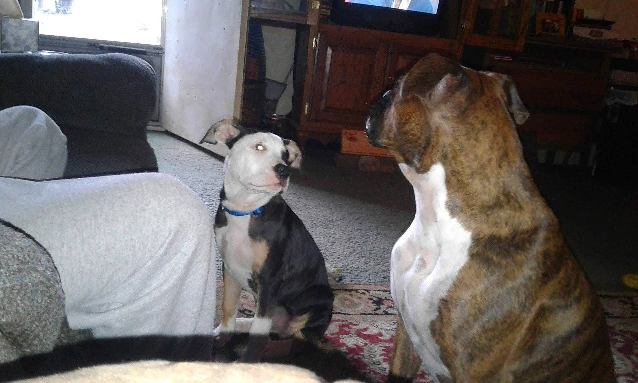 Rocco joined the competition — help win amazing prizes! canidae, carnivore, collar, comfort, companion_dog, couch, dog, dog_breed, dog_collar, fawn, fur, guard_dog, picture_frame, snout, sporting_group, tail, vertebrate, whiskers, window, working_animal