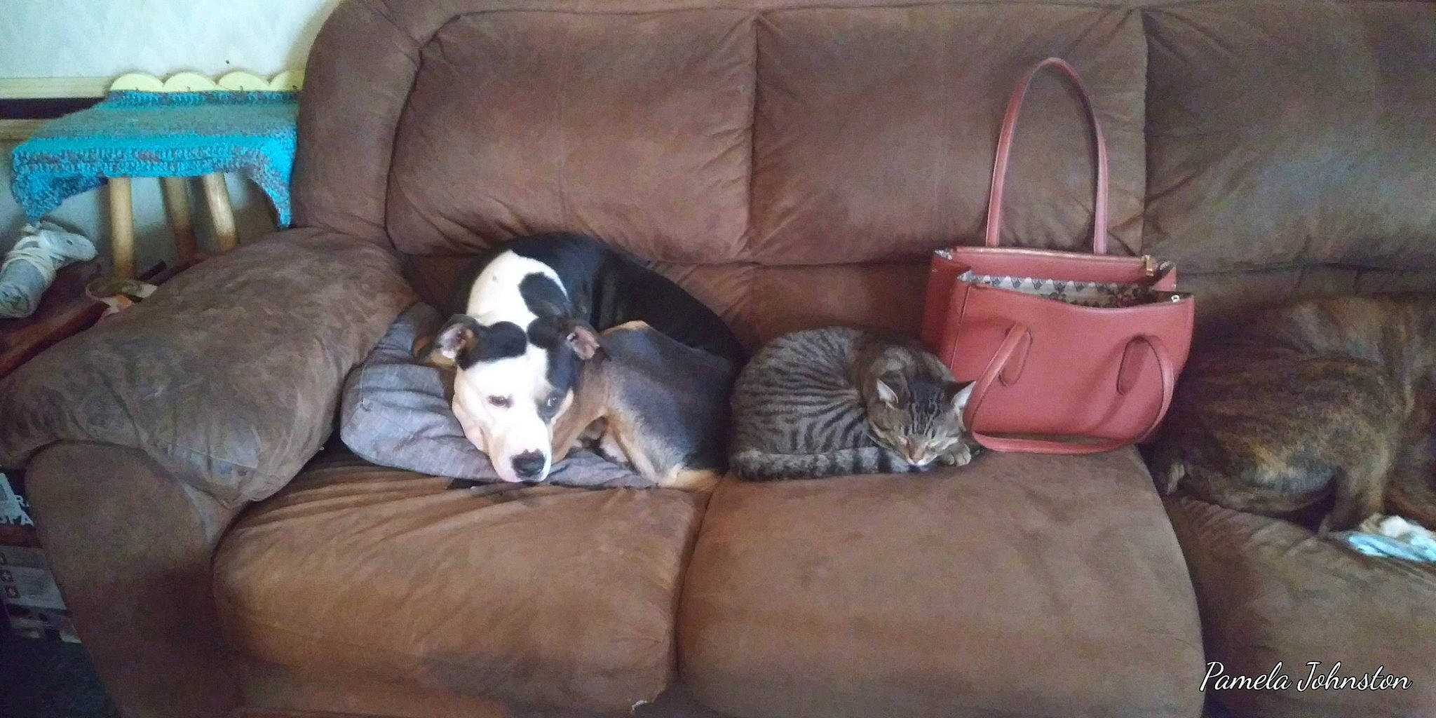 Jaxson joined the competition — help win amazing prizes! bag, canidae, carnivore, cat, comfort, companion_dog, couch, dog_breed, domestic_short_haired_cat, fawn, felidae, fur, furniture, grey, hardwood, living_room, luggage_and_bags, small_to_medium_sized_cats, tail, whiskers