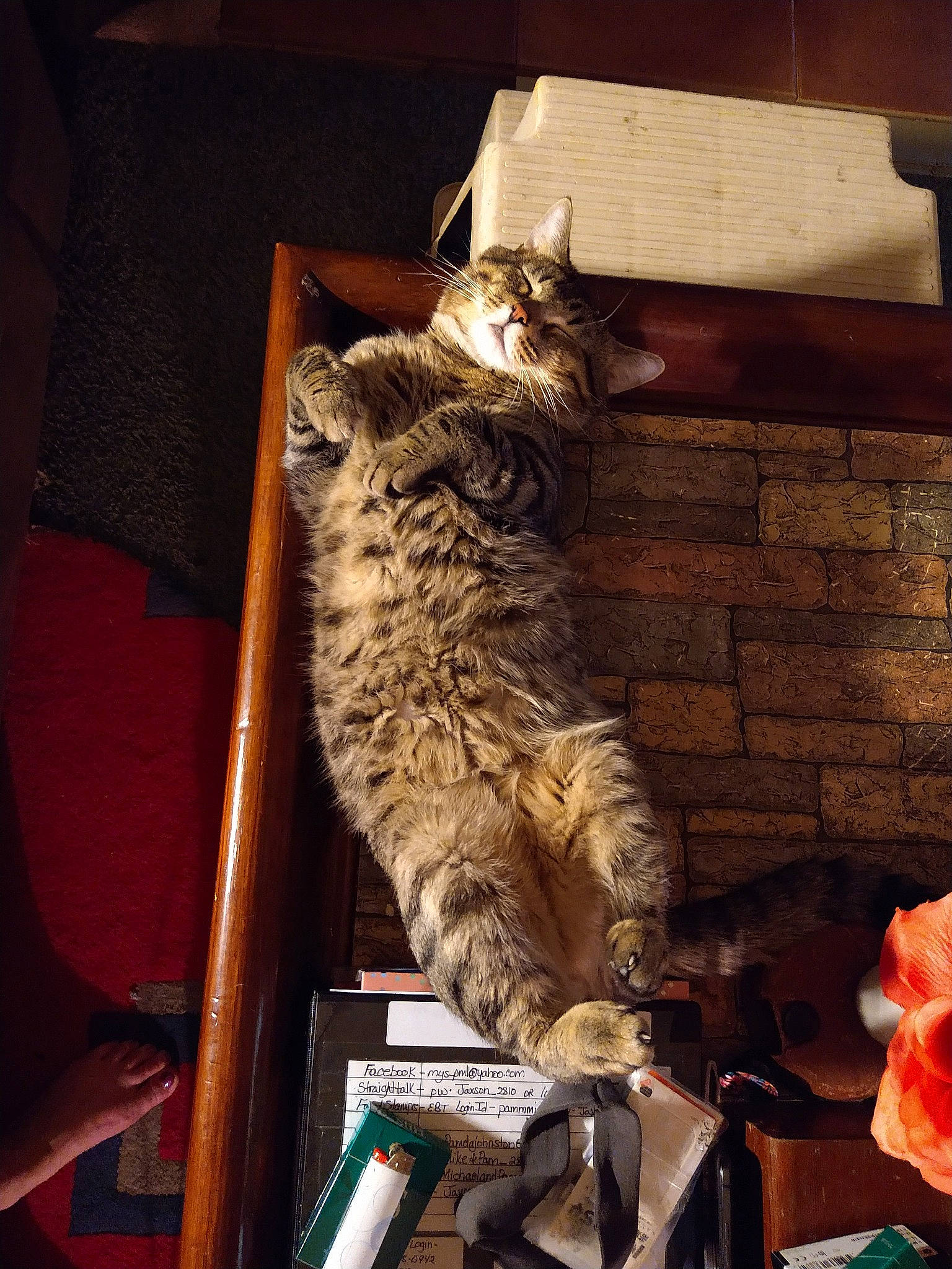 Jaxson joined the competition — help win amazing prizes! bookcase, brown, carnivore, cat, domestic_short_haired_cat, felidae, flower, fur, plant, publication, room, rose, shelf, shelving, small_to_medium_sized_cats, tail, tints_and_shades, whiskers, window, wood