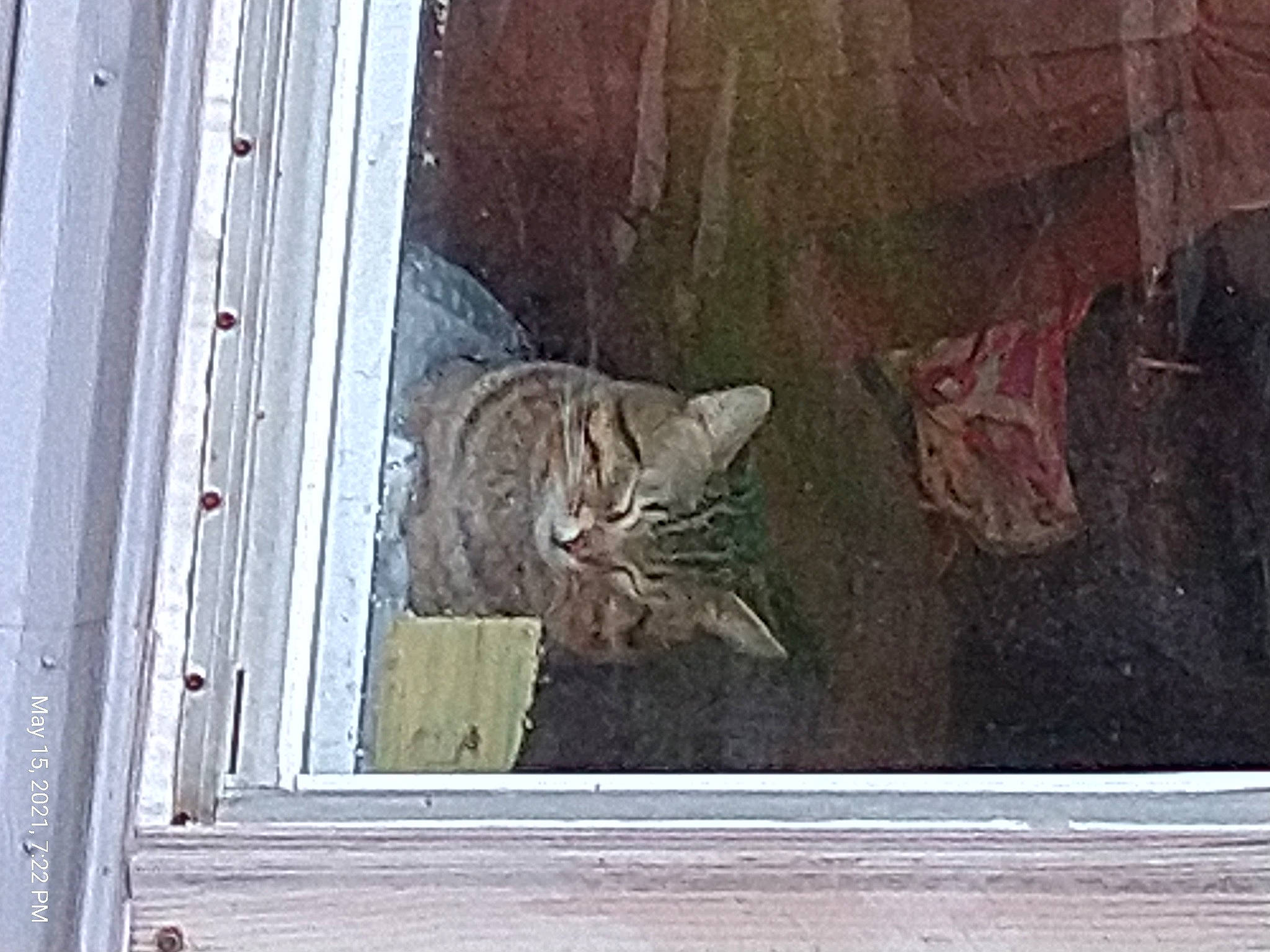 Jaxson joined the competition — help win amazing prizes! art, brown, carnivore, cat, domestic_short_haired_cat, door, felidae, fixture, fur, grey, home_door, small_to_medium_sized_cats, snout, tail, terrestrial_animal, whiskers, wildlife, window, wood