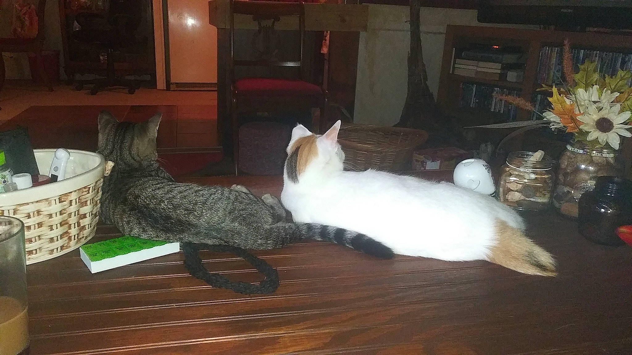 Lucylou is registered to the contest to win money with this photo: basket, carnivore, cat, comfort, companion_dog, fawn, felidae, floor, flooring, flowerpot, hardwood, houseplant, plant, room, small_to_medium_sized_cats, storage_basket, tail, whiskers, wicker, wood