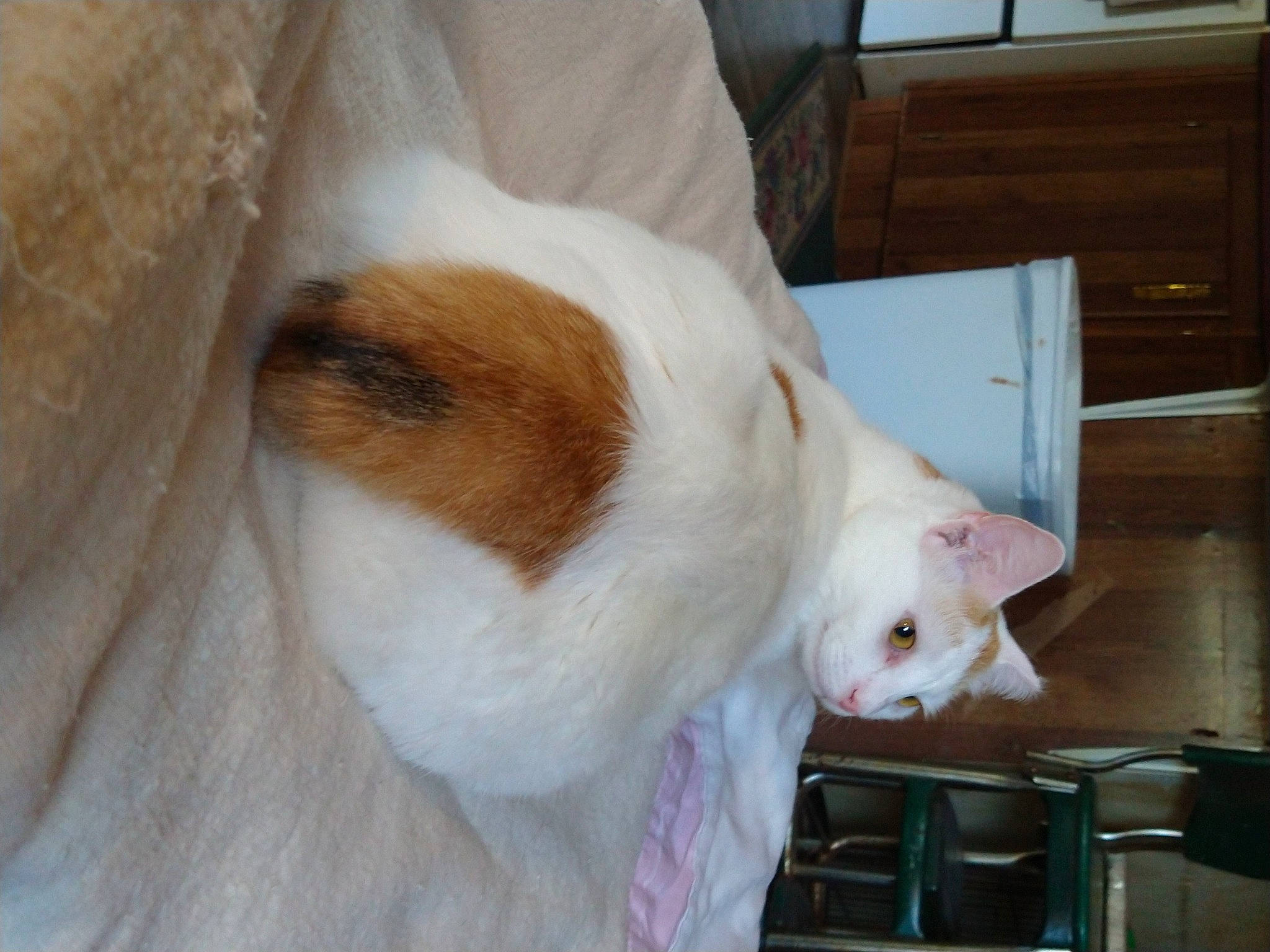 Lucylou is registered to the contest to win money with this photo: carnivore, cat, claw, companion_dog, domestic_short_haired_cat, fang, fawn, felidae, fur, paw, small_to_medium_sized_cats, tail, whiskers, wood