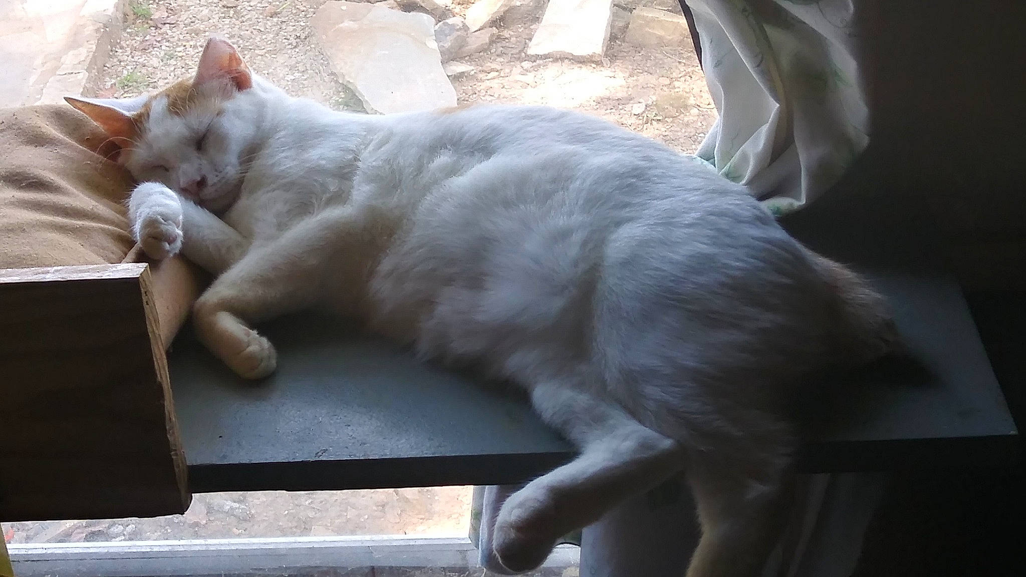 Lucylou is registered to the contest to win money with this photo: bench, carnivore, cat, claw, comfort, domestic_short_haired_cat, felidae, fur, paw, sitting, small_to_medium_sized_cats, snout, table, tail, terrestrial_animal, whiskers, window