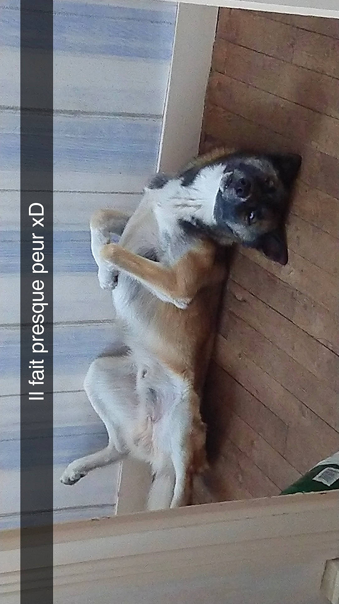 Mako a rejoint le concours — aidez-le/la à gagner de superbes lots ! canidae, carnivore, companion_dog, dog, dog_breed, door, fawn, felidae, fixture, fur, rectangle, sporting_group, tail, window, wood