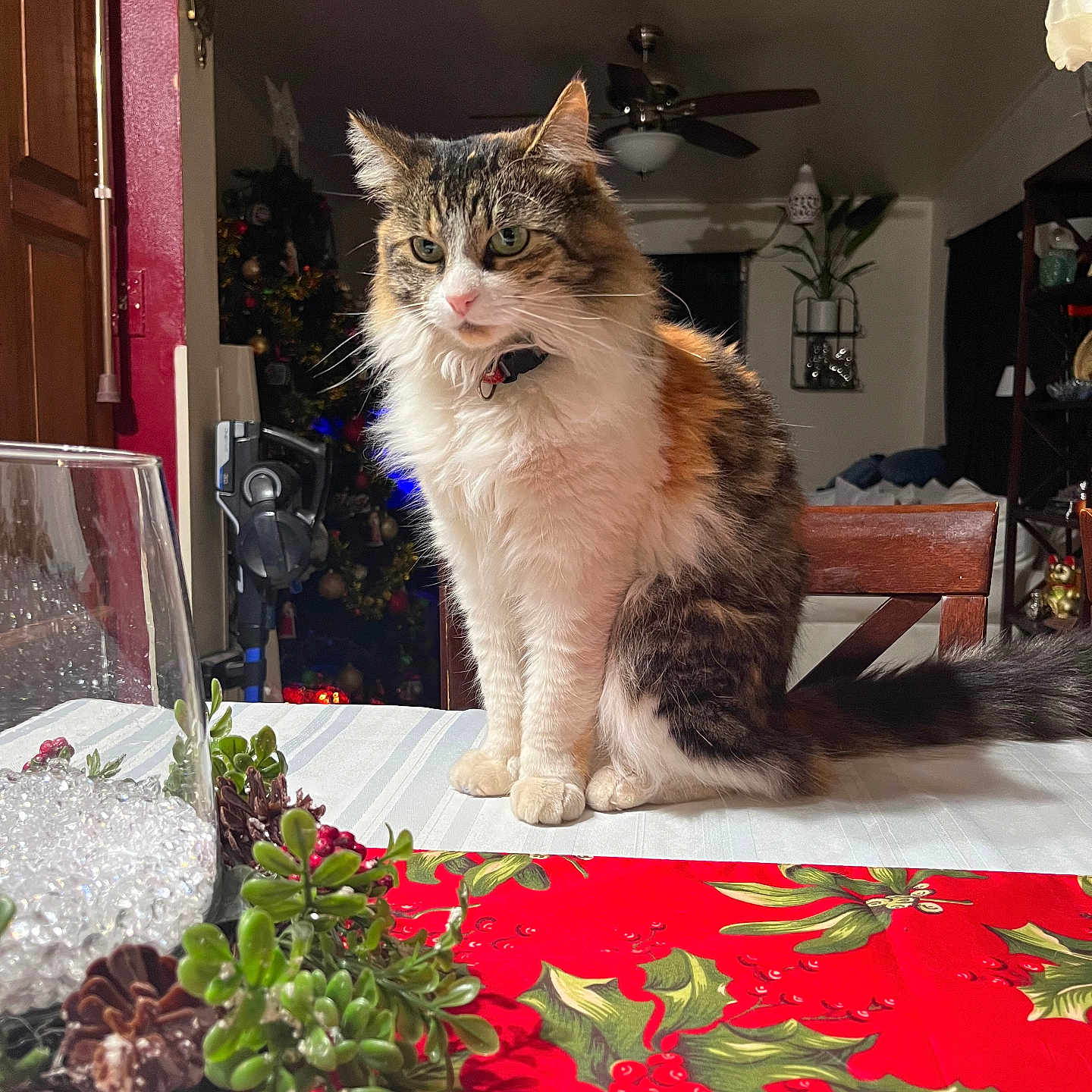 Cookie joined the competition — help win amazing prizes! berries, brown, calm, cat, chair, decor, domestic, festive, fluffy, furniture, green, holiday, holly, indoor, pet, plant, red, table, tablecloth, white