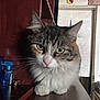 Cookie is registered to the contest to win money with this photo: cat, tabby_cat, indoor, pet, feline, green_eyes, whiskers, fur, curious, closeup, perched, wooden_surface, home, decor, window, curtains, animal, domestic_animal, mammal, face