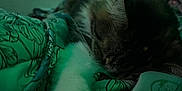 Cookie joined the competition — help win amazing prizes! cat, sleeping, paw, blanket, fur, indoor, resting, cozy, closeup, animal, pet, pattern, green_tint, soft, relax, cute, whiskers, tabby, calm, comfort