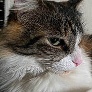 Cookie is registered to the contest to win money with this photo: cat, close_up, fluffy, fur, whiskers, pink_nose, green_eyes, pet, animal, portrait, indoor, feline, mammal, cute, soft, face, nose, ear, side_view, domestic_cat