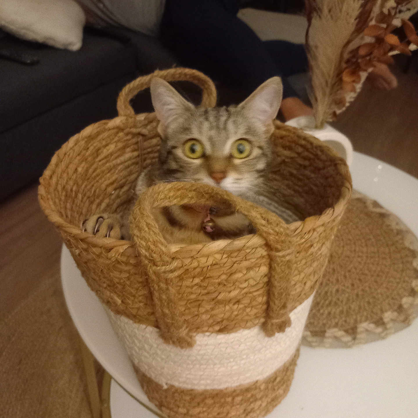 Louna a rejoint le concours — aidez-le/la à gagner de superbes lots ! abyssinian, animal, architecture, baby, basket, building, cat, couch, face, furniture, hardwood, head, homedecor, indoors, kitten, livingroom, person, pet, room, wood