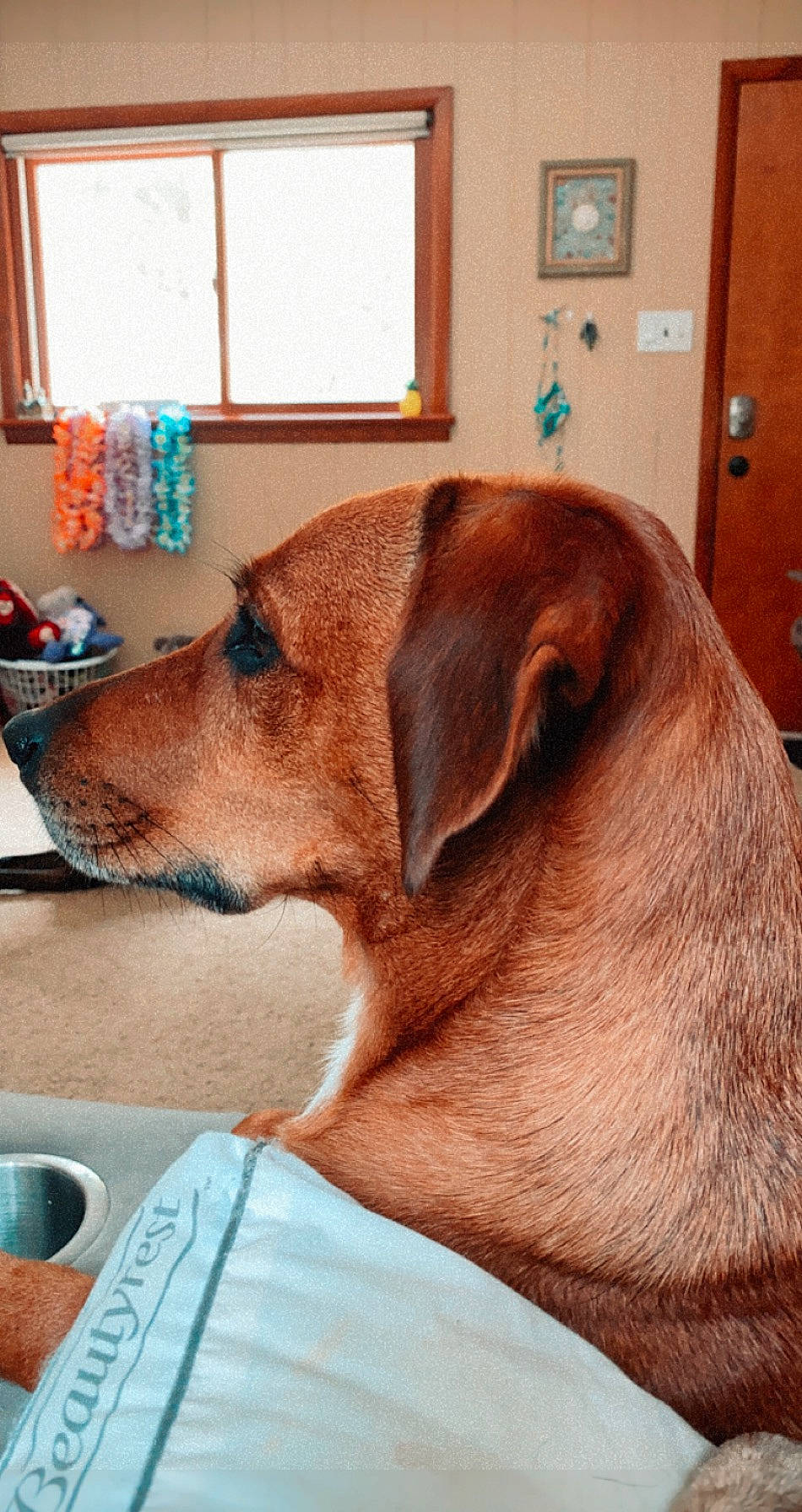 Scooby Doo is registered to the contest to win money with this photo: austrian_pinscher, black_mouth_cur, broholmer, canidae, carnivore, companion_dog, dog, dog_breed, ear, fawn, hound, mammal, mountain_cur, rhodesian_ridgeback, snout