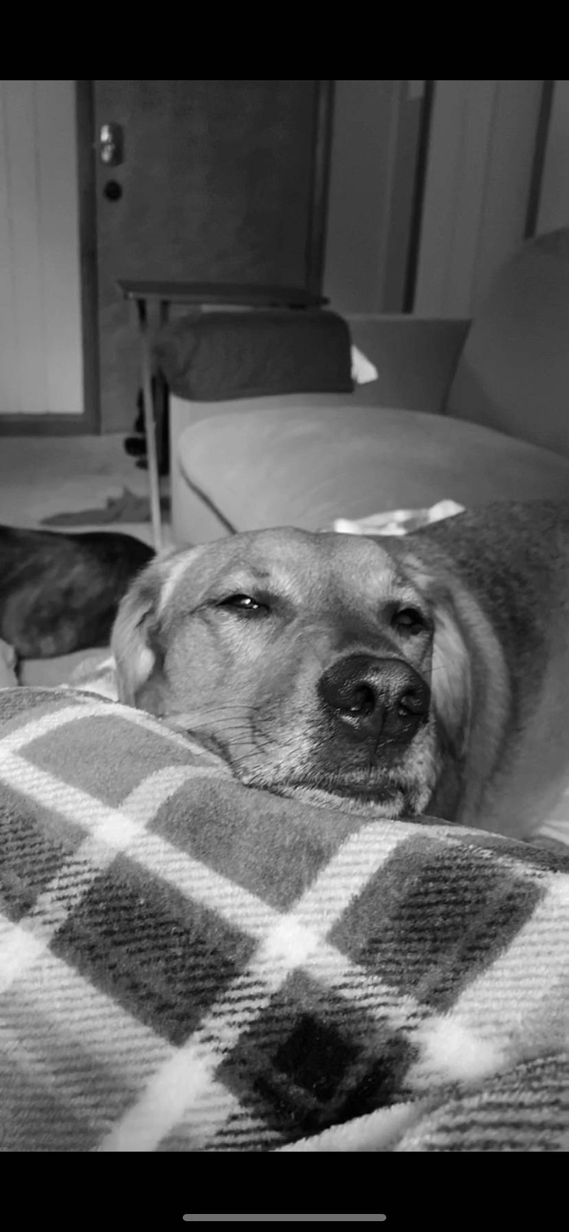 Scooby Doo is registered to the contest to win money with this photo: black_and_white, black_mouth_cur, broholmer, canidae, carnivore, dog, dog_breed, fawn, labrador_retriever, mammal, rhodesian_ridgeback, snout, sporting_group, vertebrate, whiskers