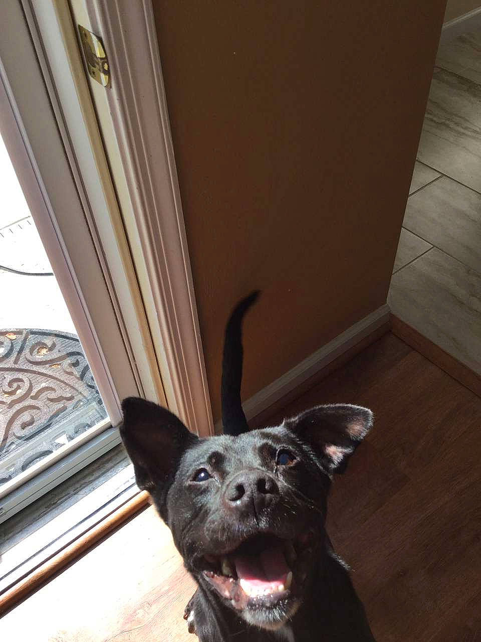 Thunder is registered to the contest to win money with this photo: canidae, carnivore, dog, dog_breed, fawn, formosan_mountain_dog, french_bulldog, mammal, non_sporting_group, puppy, snout, sporting_group