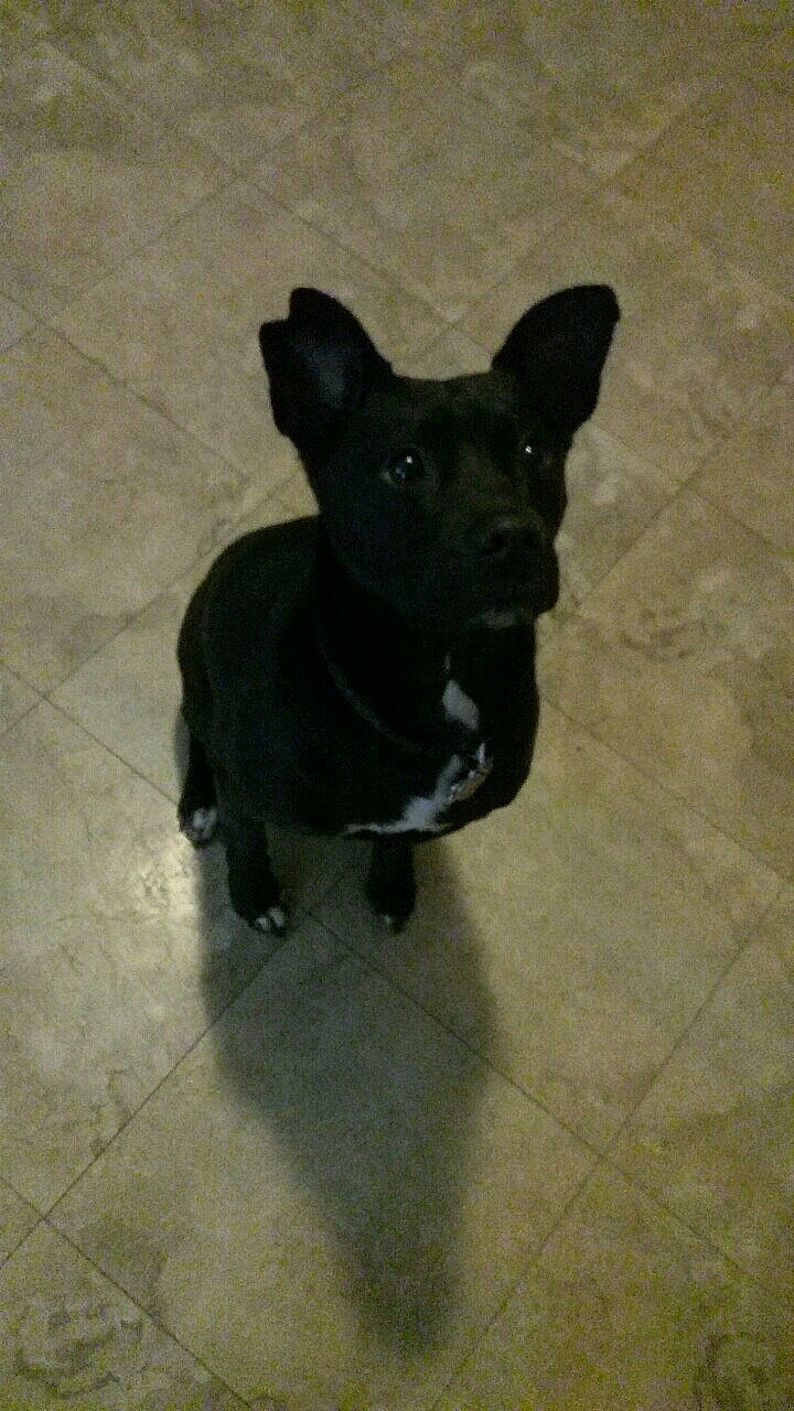 Thunder joined the competition — help win amazing prizes! canidae, carnivore, chihuahua, dog, dog_breed, fawn, french_bulldog, mammal, non_sporting_group, puppy, rare_breed_dog, snout, sporting_group, tile