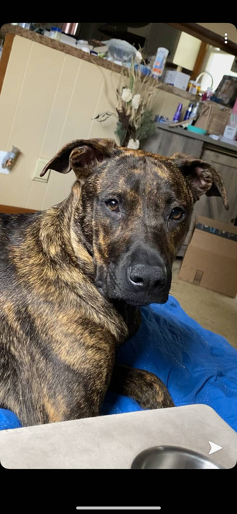 Fang joined the competition — help win amazing prizes! alaunt, canidae, carnivore, cimarron_uruguayo, dog, dog_breed, dutch_shepherd_dog, fawn, louisiana_catahoula_leopard_dog, mammal, mountain_cur, plott_hound, potcake_dog, snout, treeing_tennessee_brindle, vertebrate, whiskers