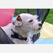 Flocky a rejoint le concours — aidez-le/la à gagner de superbes lots ! dog, white_dog, outdoor, pet, collar, side_view, animal, fur, ears, snout, calm, resting, hammock, net, background_blur, greenery, colorful, portrait, domestic_animal, cute