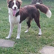 Popiette participe au concours pour gagner de l'argent avec cette photo : dog, brown_and_white, grass, outdoor, pet, tongue_out, happy, garden, tree_trunk, statue, buddha, playful, animal, canine, standing, fur, daylight, nature, lawn, friendly