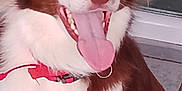 Popiette participe au concours pour gagner de l'argent avec cette photo : dog, brown_and_white, tongue_out, collar, pet, animal, happy, playful, canine, fur, ears, mouth, teeth, indoor, floor, tile, door, closeup, portrait, companion