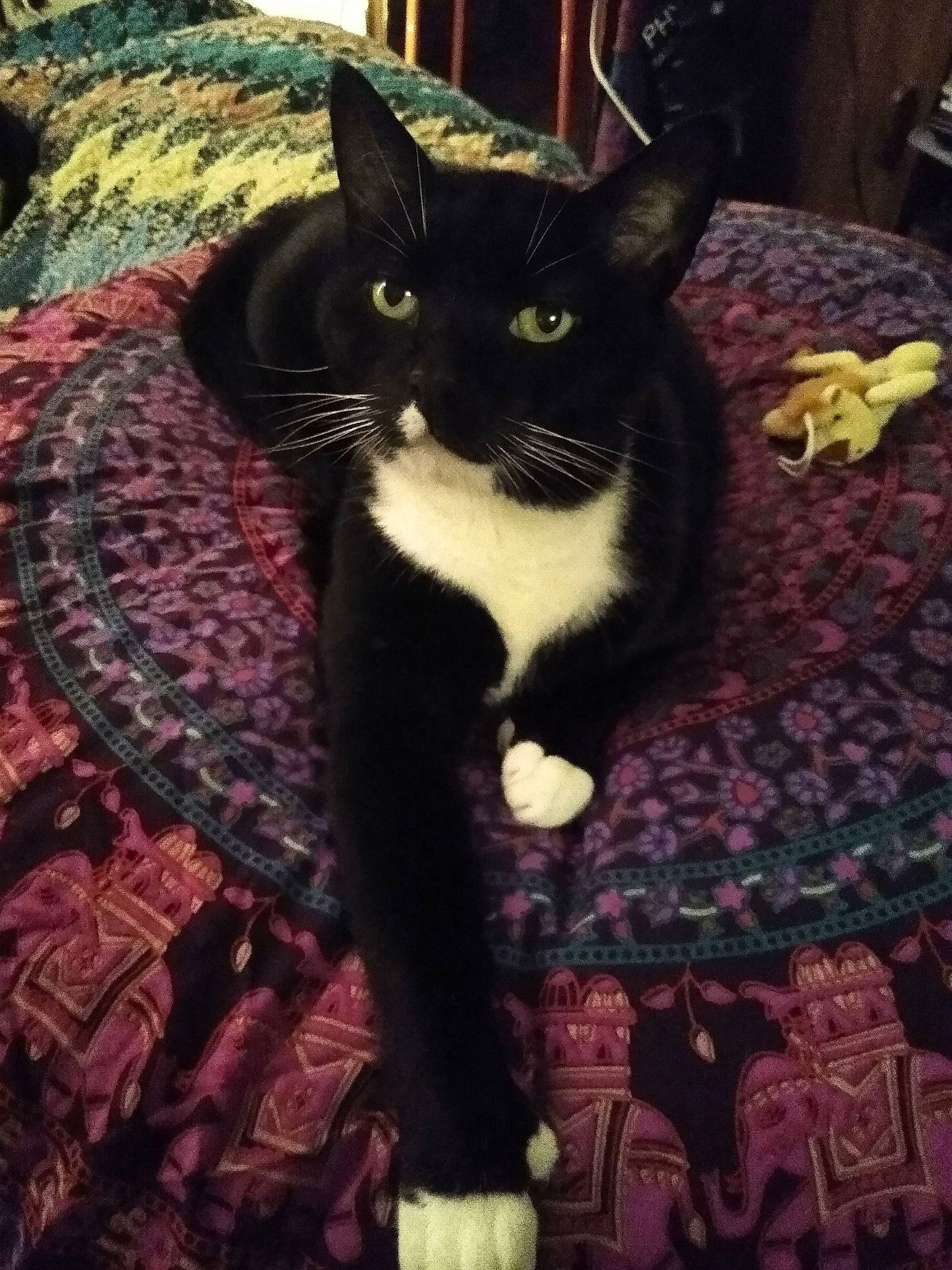 Dog joined the competition — help win amazing prizes! black, black_cat, carnivore, cat, comfort, domestic_short_haired_cat, eye, felidae, flooring, formal_wear, fur, grass, linens, pattern, paw, small_to_medium_sized_cats, snout, tail, thigh, whiskers