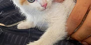 Bella a rejoint le concours — aidez-le/la à gagner de superbes lots ! kitten, cat, animal, pet, furry, white, orange, cute, hand, resting, indoor, closeup, young, fur, whiskers, curious, soft, domestic, mammal, portrait