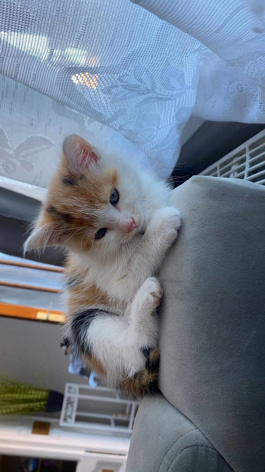 Bella participe au concours pour gagner de l'argent avec cette photo : kitten, cat, calico, feline, indoor, couch, curtain, daylight, cozy, soft_fabric, paw, fur, window, home, pet, cute, young, resting, animal, domestic
