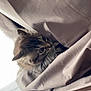 Aria participe au concours pour gagner de l'argent avec cette photo : kitten, cat, blanket, fur, cozy, indoor, curious, pet, animal, soft, texture, wood, brown, beige, closeup, young, cute, resting, eyes, feline