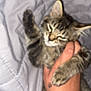 Aria participe au concours pour gagner de l'argent avec cette photo : animal, bed, bracelets, cat, close_up, cute, domestic, feline, furry, hand, indoor, kitten, paw, pet, quilt, resting, soft, tabby, tattoo, young