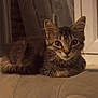animal, brown, cat, cozy, curious, curtains, cushion, domestic, ears, eyes, feline, indoor, kitten, pet, resting, soft_light, striped, tabby, whiskers, window
