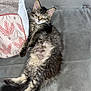 Aria a rejoint le concours — aidez-le/la à gagner de superbes lots ! animal, cat, couch, cozy, cute, domestic, fluffy, fur, furry, gray, indoor, kitten, pet, pillow, relaxed, resting, sleeping, small, tabby, whiskers