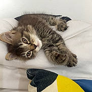 Aria participe au concours pour gagner de l'argent avec cette photo : kitten, cat, tabby, pet, feline, cute, sleeping, resting, indoor, pillow, white, colorful_pillow, patterned_pillow, cozy, fur, whiskers, closeup, animal, domestic_animal, young