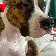 Vaiana participe au concours pour gagner de l'argent avec cette photo : animal, brindle, calm, canine, close_up, companion, dog, domestic, ears, eyes, fur, household, indoor, mammal, nose, pet, portrait, sitting, tail, white