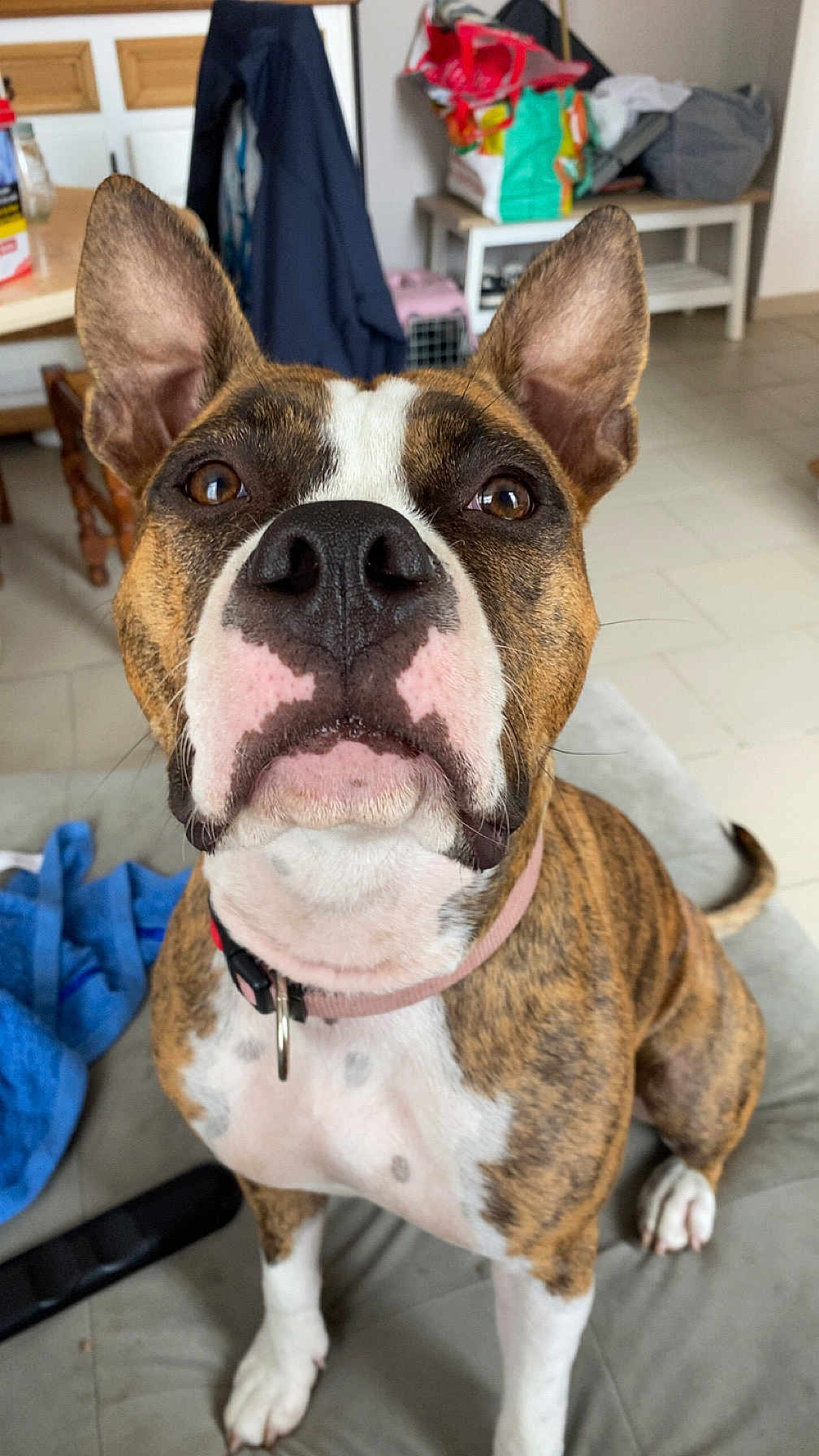 Vaiana a rejoint le concours — aidez-le/la à gagner de superbes lots ! dog, brindle, white, indoor, couch, ears, pet, animal, canine, looking, curious, collar, furniture, floor, household, room, close_up, sitting, brown, black