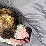 Vaiana a rejoint le concours — aidez-le/la à gagner de superbes lots ! dog, sleeping, tongue_out, close_up, blanket, cozy, brown, white, black, pet, animal, resting, cute, snout, fur, indoors, comfort, peaceful, face, napping