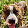 Vaiana a rejoint le concours — aidez-le/la à gagner de superbes lots ! dog, brindle, tongue_out, outdoor, grass, sunlight, pet, canine, friendly, animal, closeup, snout, paw, nature, playful, happy, summer, daylight, backyard, curious