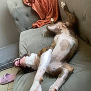 Vaiana participe au concours pour gagner de l'argent avec cette photo : dog, couch, blanket, paw, relaxing, indoor, pet, fur, white, brown, spotted, tile_floor, slipper, comfort, upside_down, resting, home, casual, animal, canine