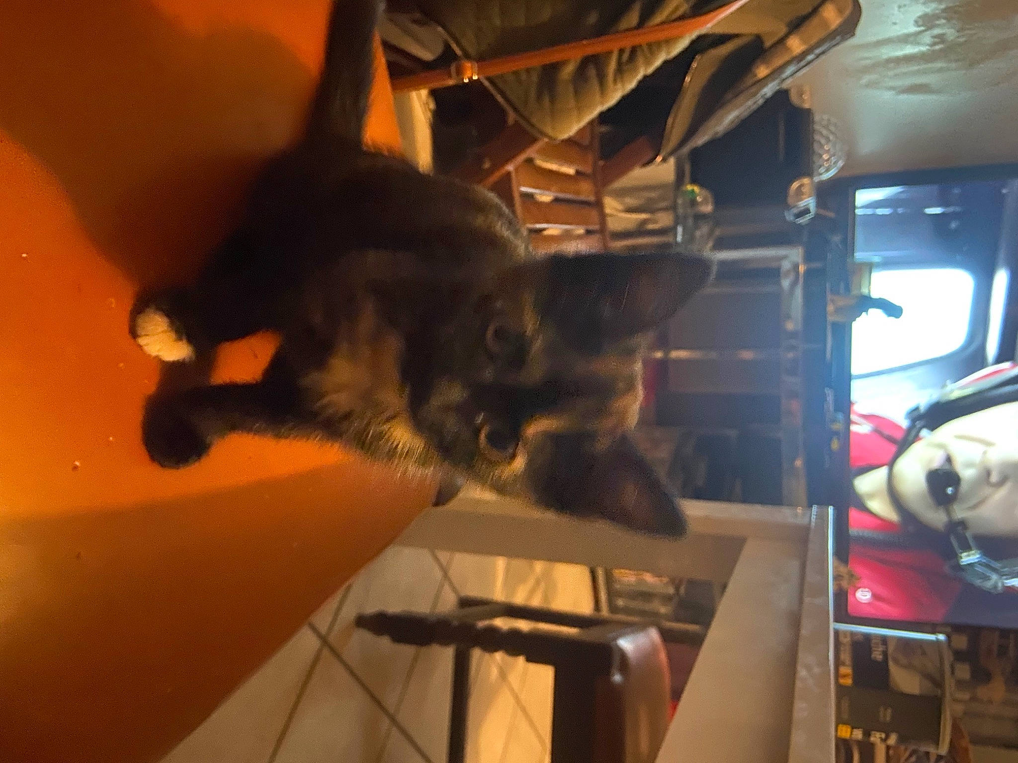 Raya participe au concours pour gagner de l'argent avec cette photo : cat, small_to_medium_sized_cats