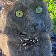 Nebula is registered to the contest to win money with this photo: cat, gray_cat, green_eyes, collar, pet, outdoor, grass, close_up, animal, feline, whiskers, daylight, nature, portrait, fur, domestic_animal, looking, face, background, sunlight