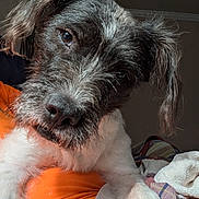 Sam is registered to the contest to win money with this photo: animal, close_up, companion, cozy, curious, cute, dog, expressive_eyes, friendly, fur, head_tilt, indoors, orange_clothing, pet, portrait, resting, scruffy, snout, soft_light, whiskers
