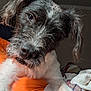 animal, close_up, companion, cozy, curious, cute, dog, expressive_eyes, friendly, fur, head_tilt, indoors, orange_clothing, pet, portrait, resting, scruffy, snout, soft_light, whiskers