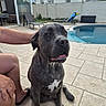 dog, canine, large_dog, gray_dog, sitting, portrait, outdoor, backyard, swimming_pool, patio, poolside, house, residential, furniture, lounge_chair, summer, relaxed, pet, white_chest, short_fur