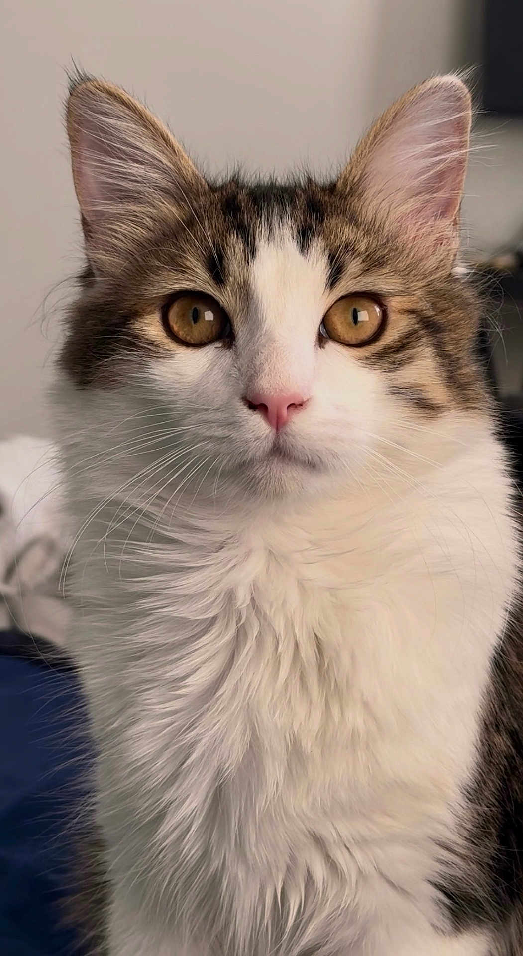 Felix joined the competition — help win amazing prizes! cat, feline, tabby, white_fur, fluffy, whiskers, amber_eyes, pink_nose, ears, close_up, portrait, indoor, pet, fur_texture, domestic_cat, headshot, serious_expression, soft_background, curious, animal