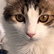 Felix is registered to the contest to win money with this photo: cat, kitten, feline, close_up, portrait, whiskers, pink_nose, golden_eyes, tabby, white_fur, long_hair, ears, fur, pet, domestic_animal, indoor, soft_lighting, eye_contact, gaze, cute