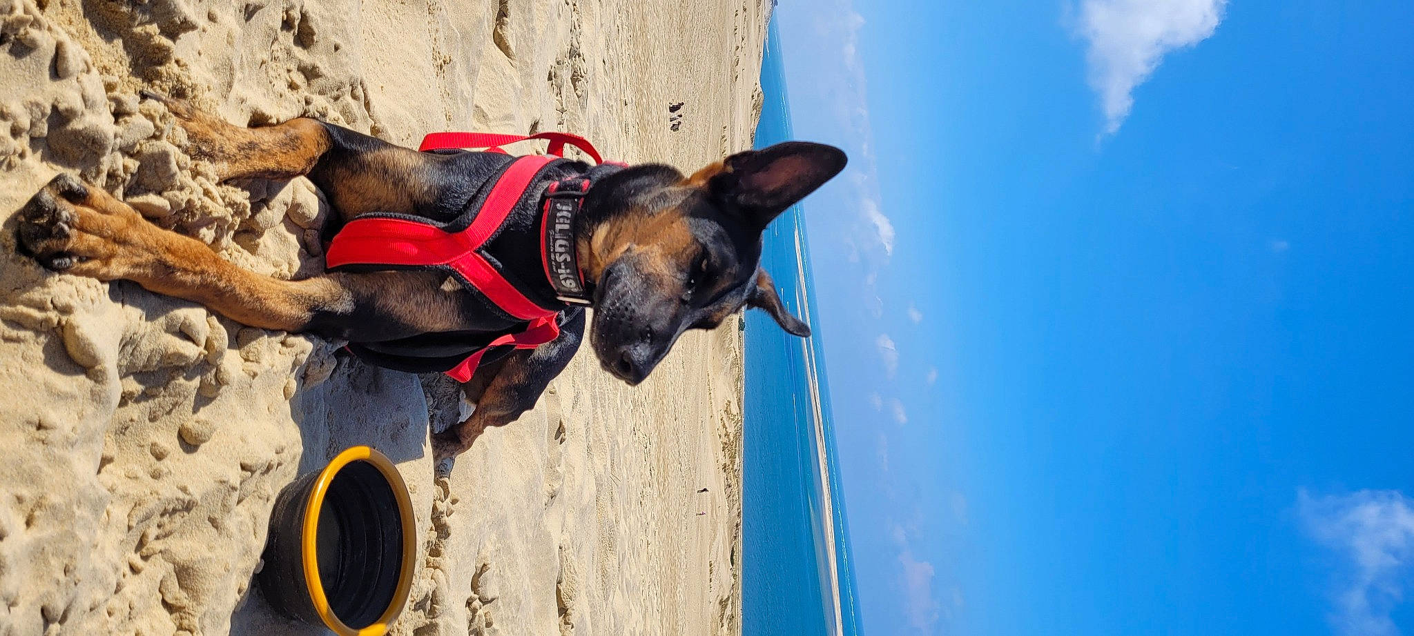 Rocky participe au concours pour gagner de l'argent avec cette photo : blue, carnivore, cloud, collar, dog, dog_breed, dog_collar, dog_supply, electric_blue, fawn, fun, leash, pet_supply, recreation, sky, snout, sporting_group, travel, water, working_animal