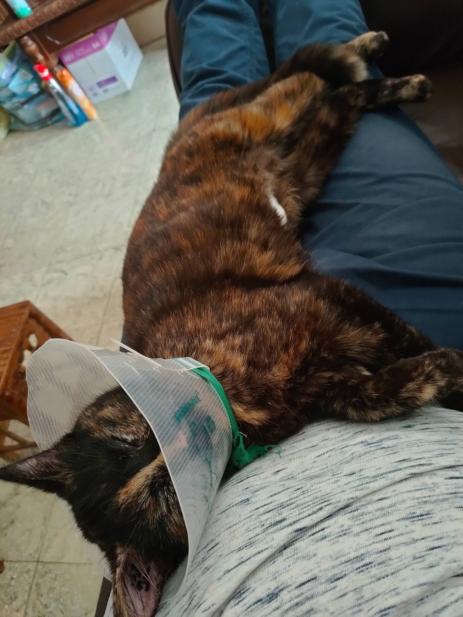 Raven a rejoint le concours — aidez-le/la à gagner de superbes lots ! canidae, carnivore, cat, comfort, companion_dog, dog_breed, domestic_short_haired_cat, fawn, felidae, fur, human_leg, lap, nap, sitting, small_to_medium_sized_cats, snout, sporting_group, tail, whiskers, wood