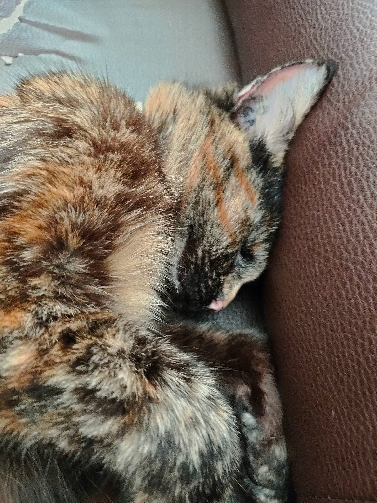 Raven a rejoint le concours — aidez-le/la à gagner de superbes lots ! carnivore, cat, claw, close_up, comfort, domestic_short_haired_cat, felidae, flooring, fur, grey, metal, nap, paw, sleep, small_to_medium_sized_cats, snout, tail, terrestrial_animal, whiskers, wildlife