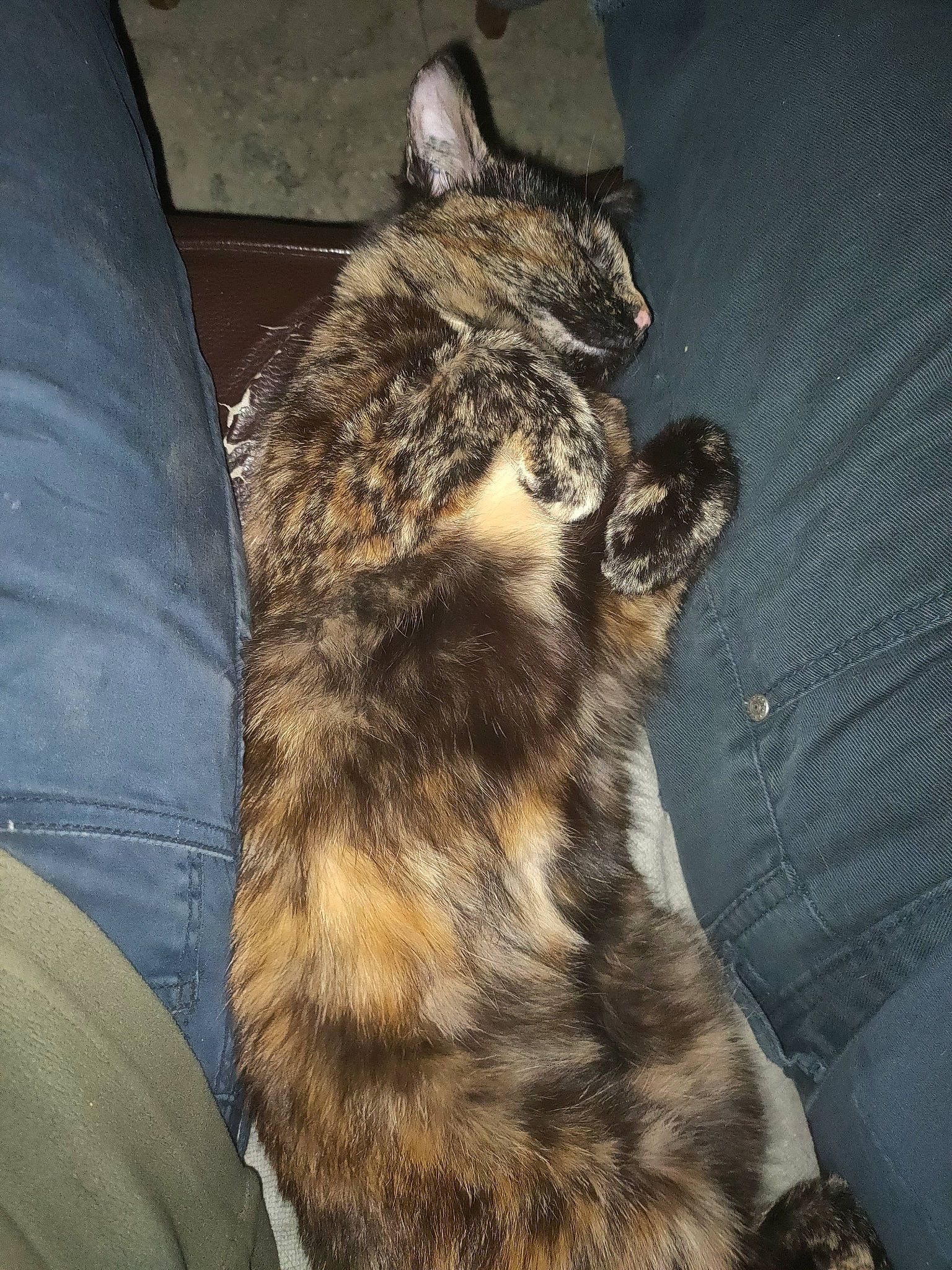 Raven a rejoint le concours — aidez-le/la à gagner de superbes lots ! carnivore, cat, claw, domestic_short_haired_cat, felidae, fur, grey, paw, sitting, small_to_medium_sized_cats, tail, terrestrial_animal, whiskers