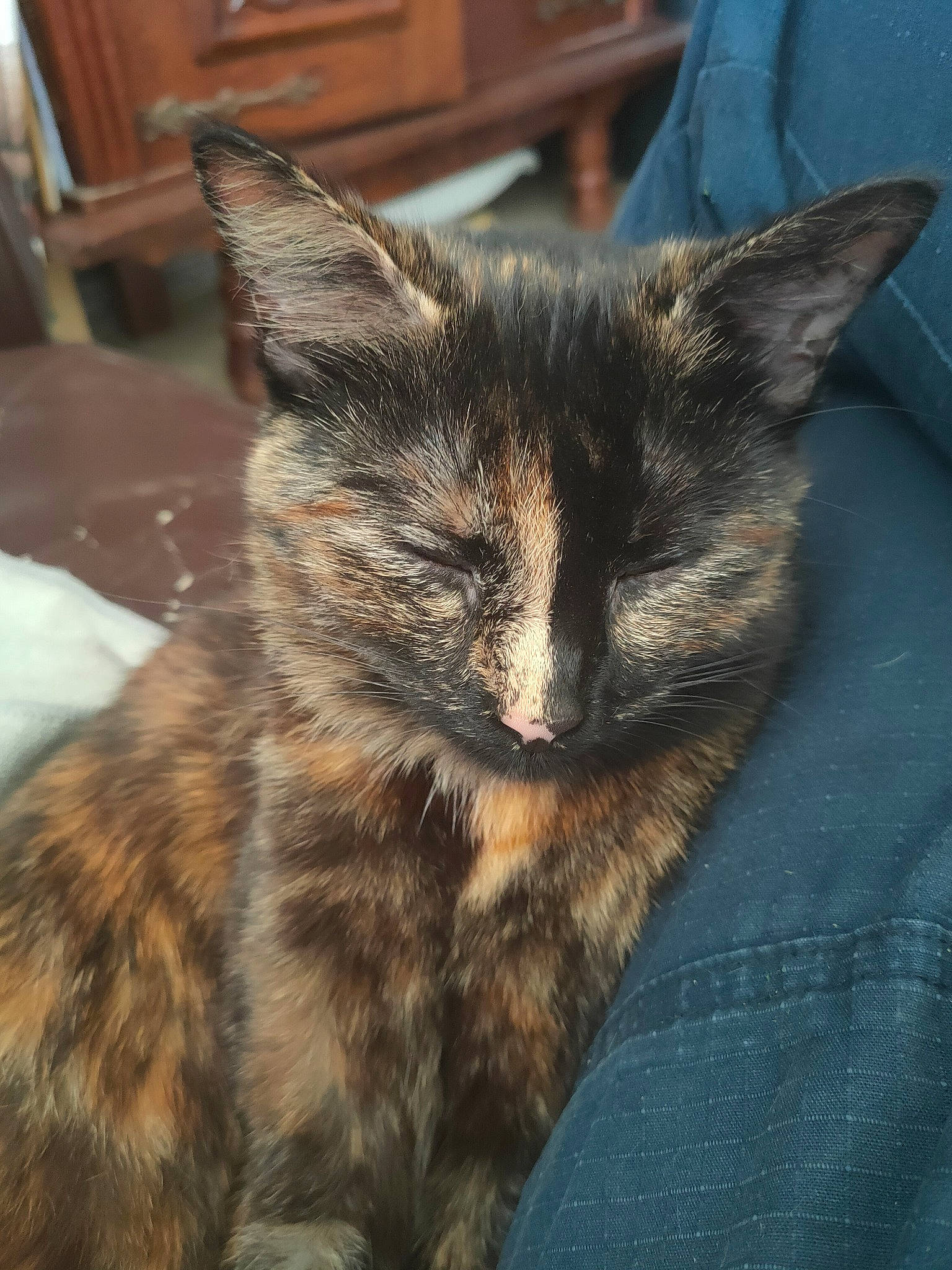 Raven participe au concours pour gagner de l'argent avec cette photo : carnivore, cat, claw, comfort, domestic_short_haired_cat, felidae, fur, nap, paw, sitting, small_to_medium_sized_cats, snout, whiskers, window, wood