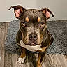 dog, pet, brown_dog, white_paw, indoor, floor, rug, looking_up, ears_up, canine, animal, companion, cute, alert, sitting, portrait, wooden_floor, domestic, household, friendly
