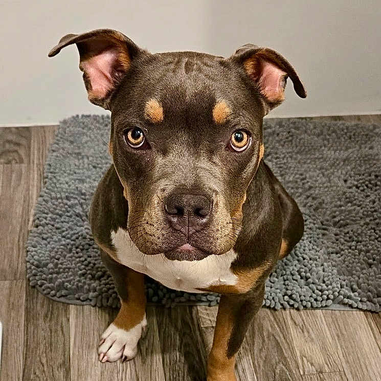 Baby Girl is registered to the contest to win money with this photo: dog, pet, brown_dog, white_paw, indoor, floor, rug, looking_up, ears_up, canine, animal, companion, cute, alert, sitting, portrait, wooden_floor, domestic, household, friendly